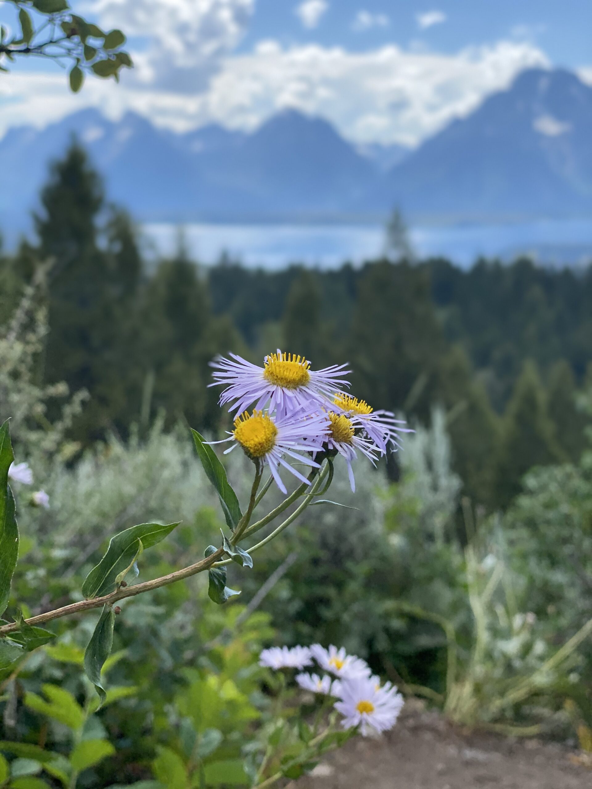 Signal Mountain, Grand Teton National Park, Wyoming (July 23, 2020)